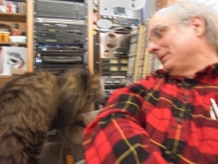 Hermes the cat JS 006